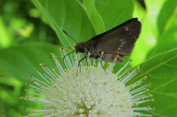 Crossline Skipper female